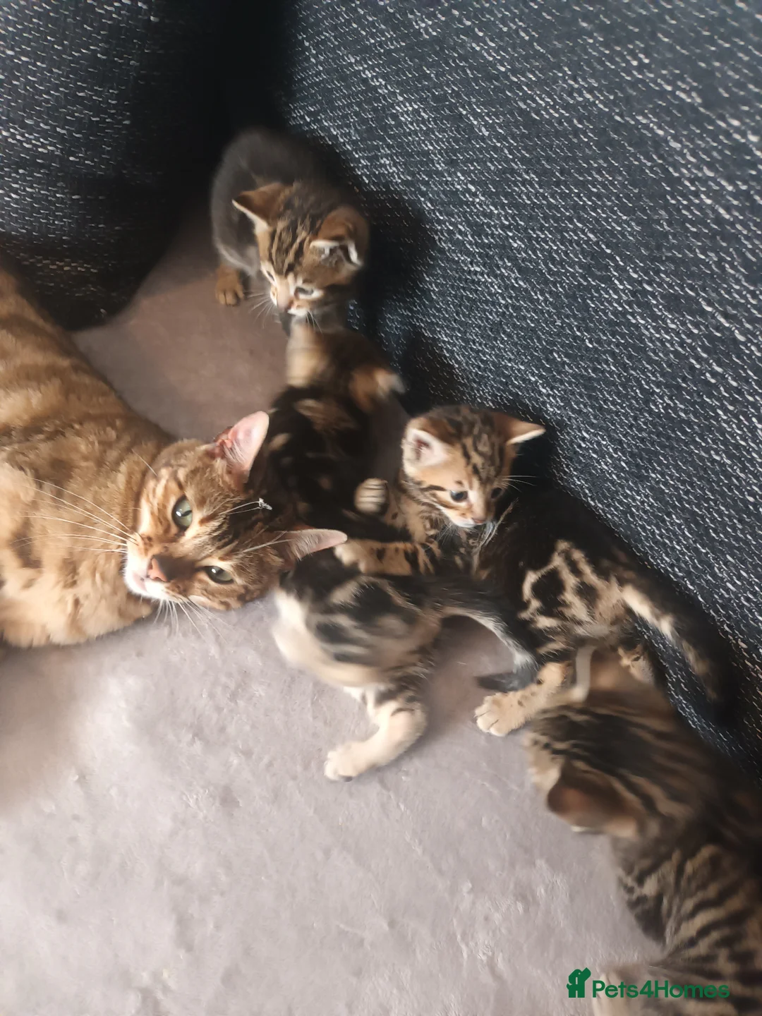 Bengal cats for sale: Bengal kittens looking for new family  - Advert 1