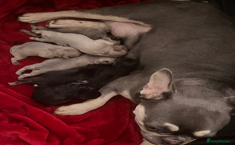 French Bulldog dogs - Advert 6