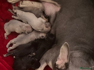 French Bulldog dogs - Advert 10