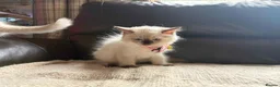 Ragdoll cats for sale: Six beautiful ragdoll kittens - Advert 4