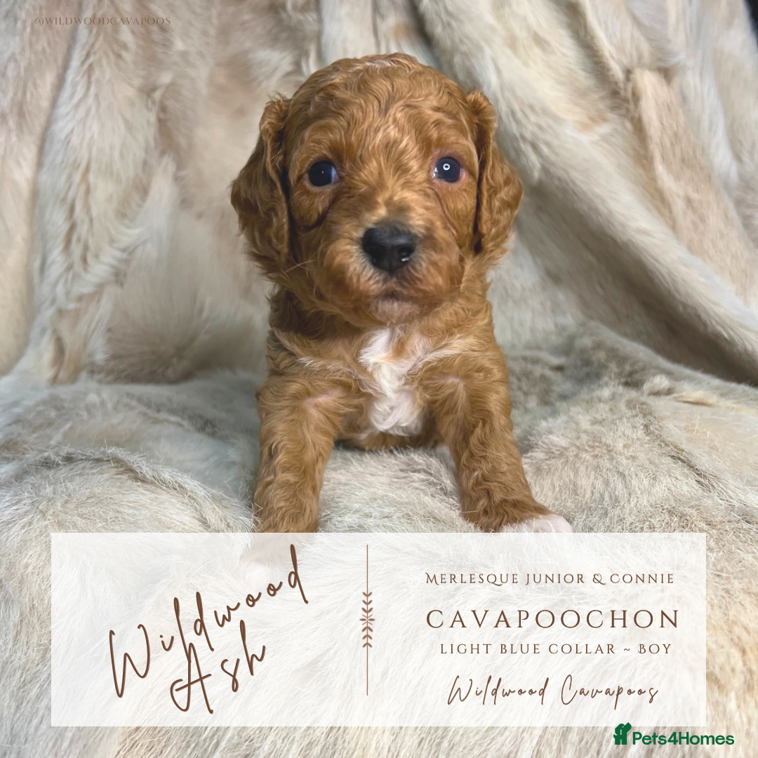 Cavapoochon dogs for sale: 5 ⭐️ LICENSED BREEDER HEALTH TESTED CAVAPOOCHONS - Advert 8