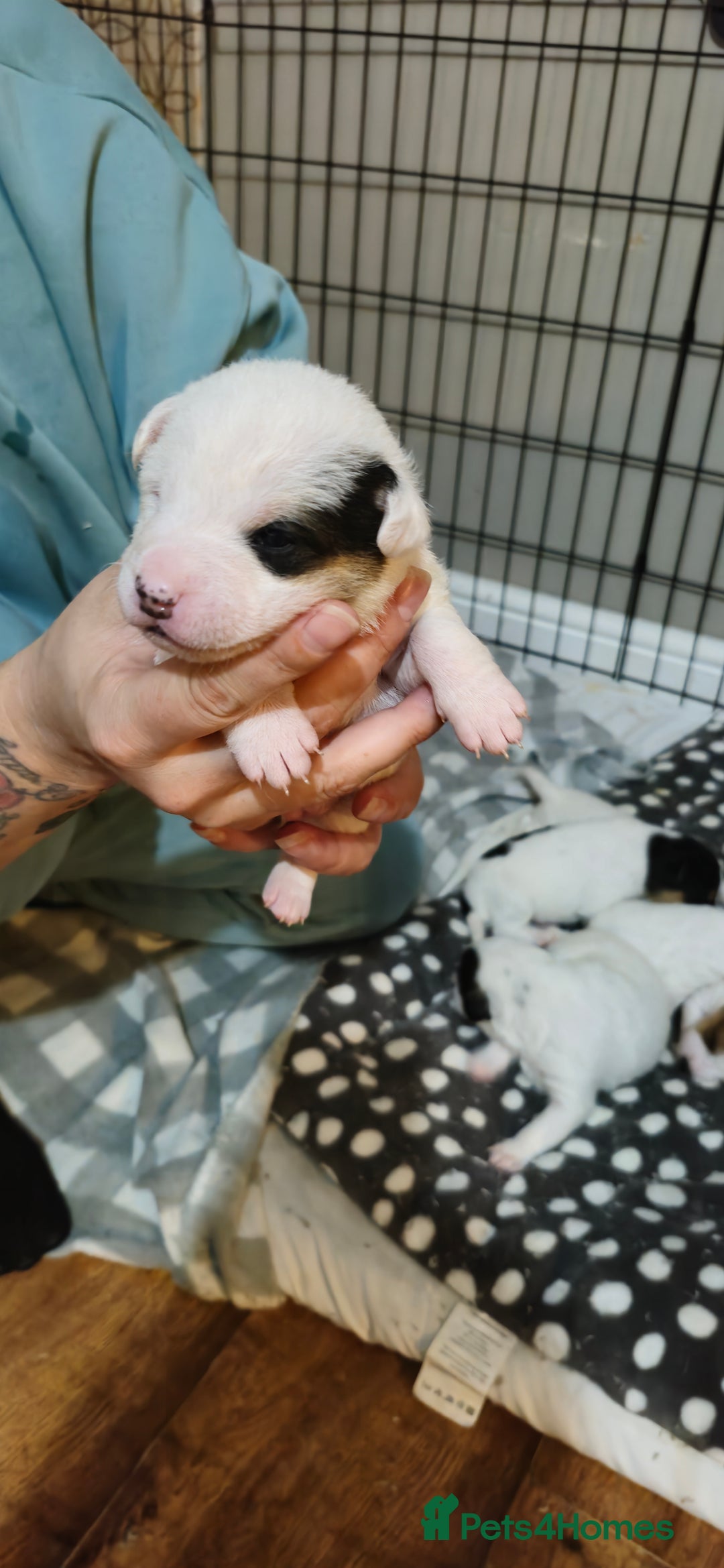 Parson Russell dogs for sale: Parson russell  - Image 11