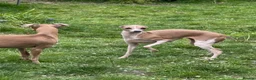 Italian Greyhound dogs for sale: Selling my adult dogs  - Advert 4