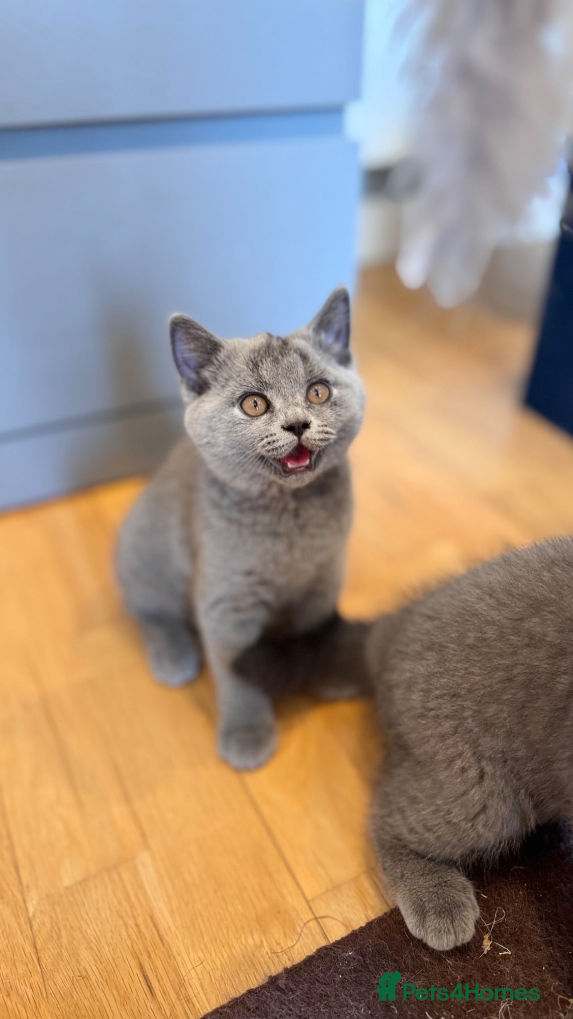 British Shorthair cats Beautiful British Shorthair Kittens - Advert 2
