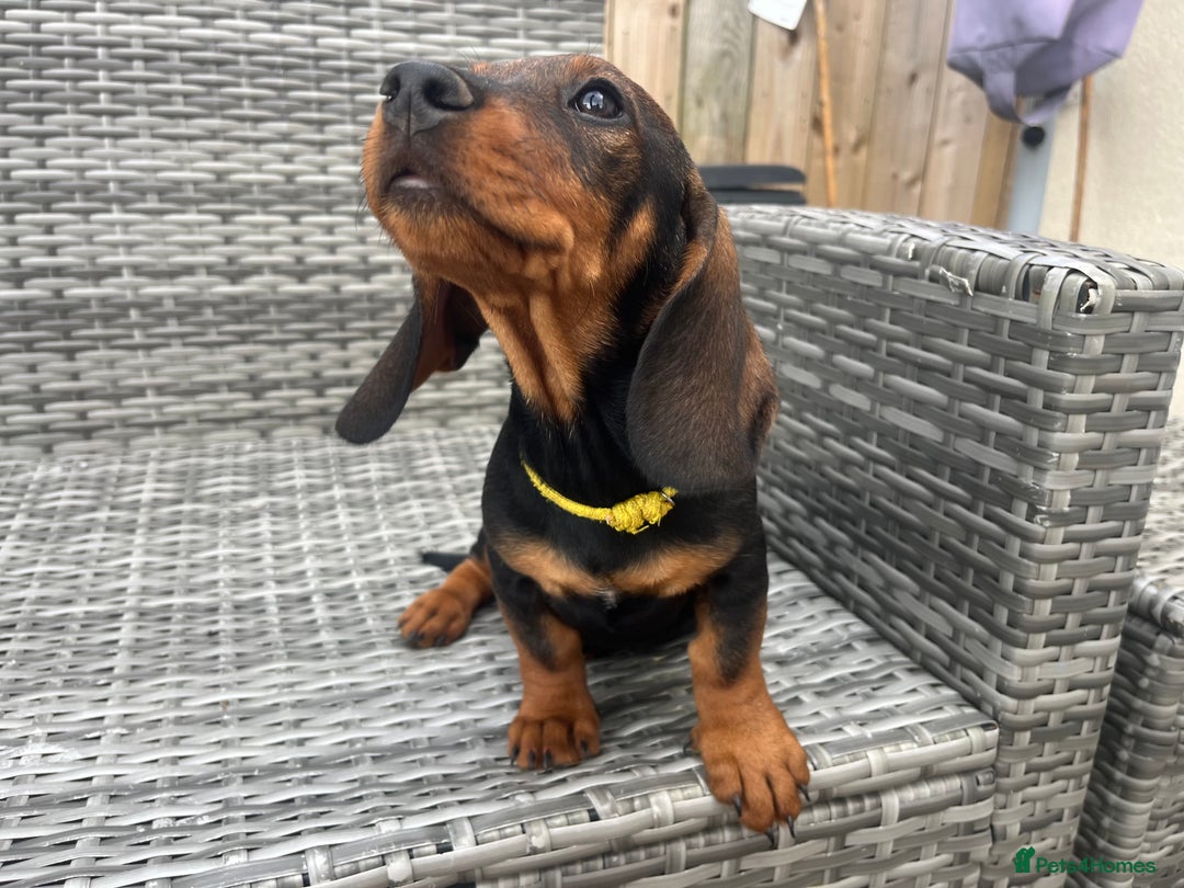 Dachshund dogs for sale: LAST 2 wirehaired dachshunds (teckels) - Image 18