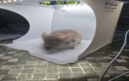 Chinchilla rodents for sale: Gorgeous Hetero beige and standard  kits  - Image 7