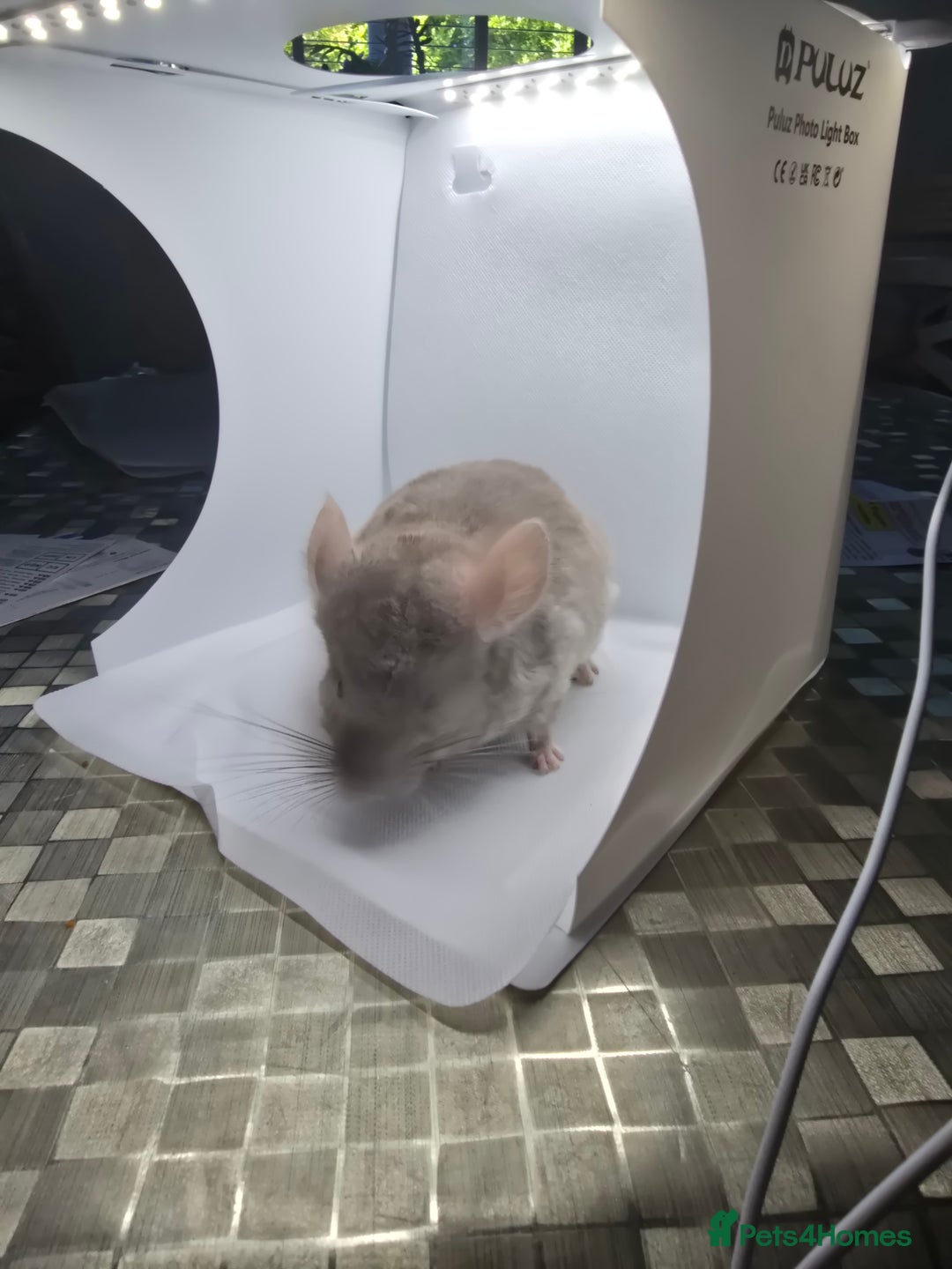 Chinchilla rodents for sale: Gorgeous Hetero beige and standard  kits  - Image 7