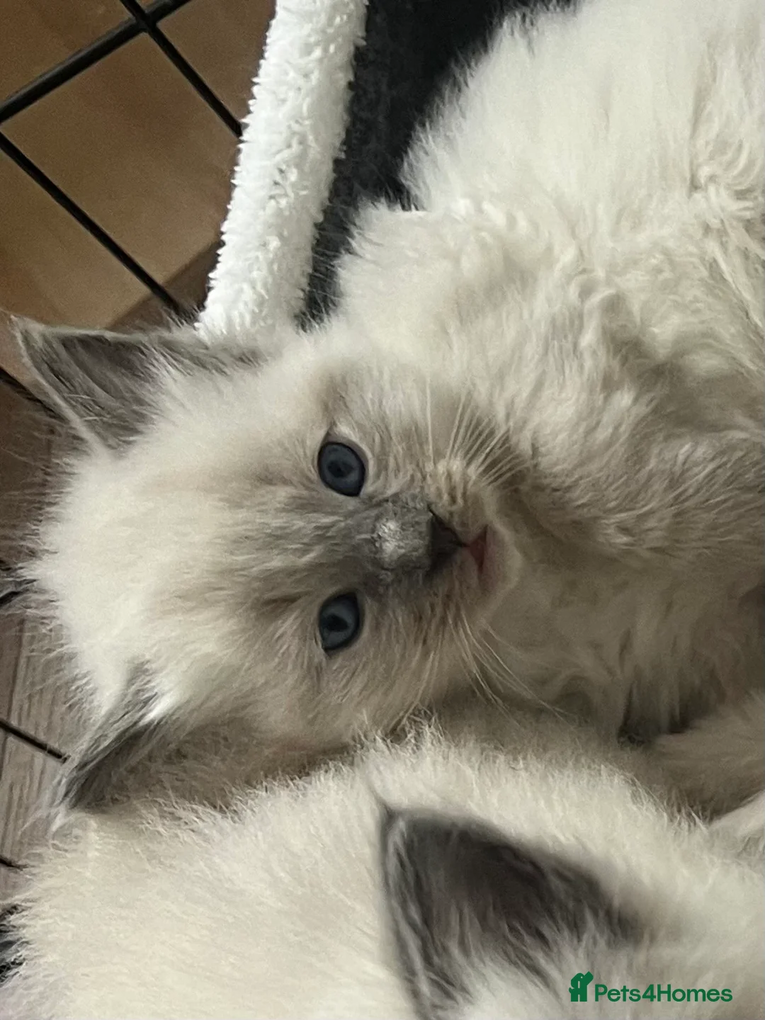 Ragdoll cats for sale: Blue point Ragdoll kittens  - Advert 8