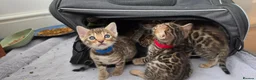 Bengal cats for sale: 🐾 Our beautiful Bengal kittens are now ready in Leicester - Advert 21