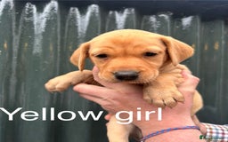 Labrador Retriever dogs for sale: Yellow/red Labrador puppies  - Image 9