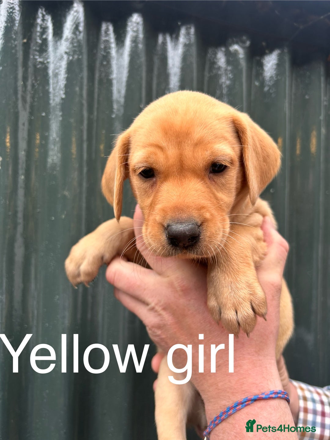 Labrador Retriever dogs for sale: Yellow/red Labrador puppies  - Image 9