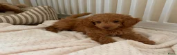 Cockapoo dogs for sale: Stunning F1B cockapoo puppies   - Advert 11