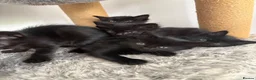 Mixed Breed cats for sale: Balinese X British short hair Black fluffy kittens - Advert 8