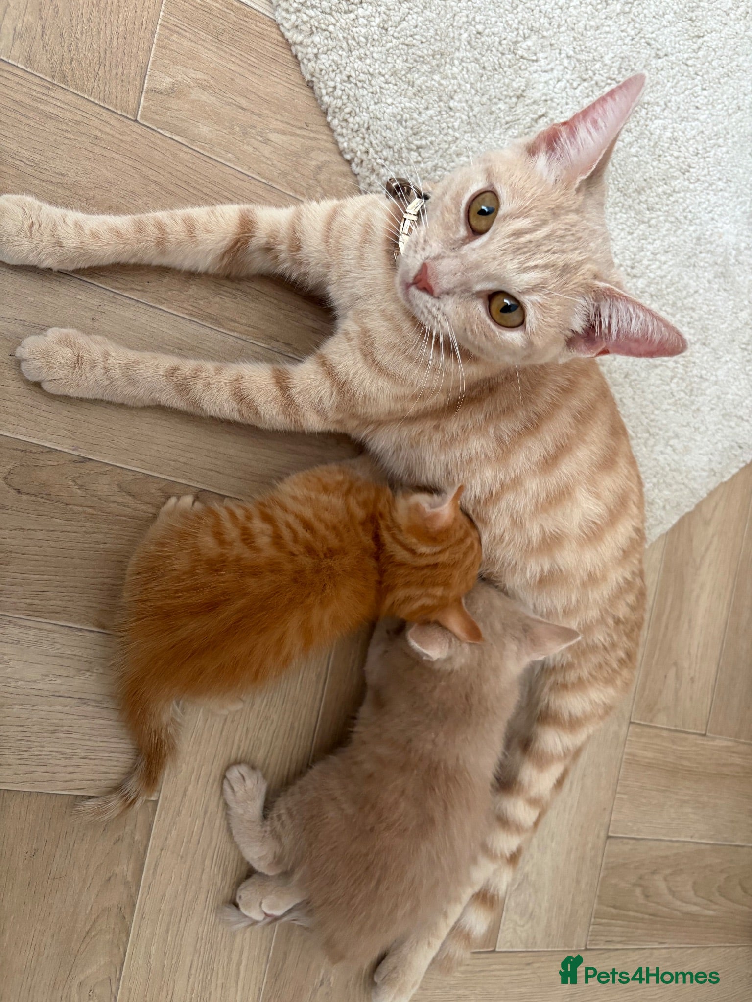 Mixed Breed cats 2 beautiful kittens  - Advert 1
