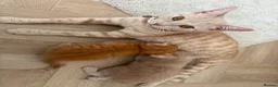 Mixed Breed cats for sale: 2 beautiful kittens  - Advert 1