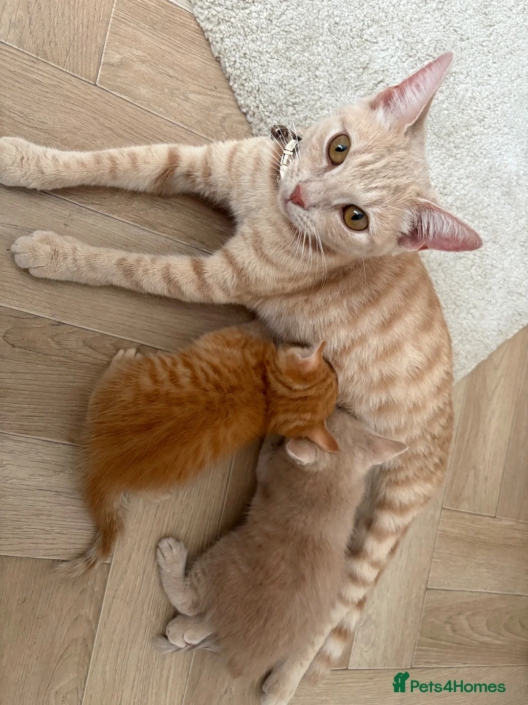 Mixed Breed cats for sale: 2 beautiful kittens  - Advert 1