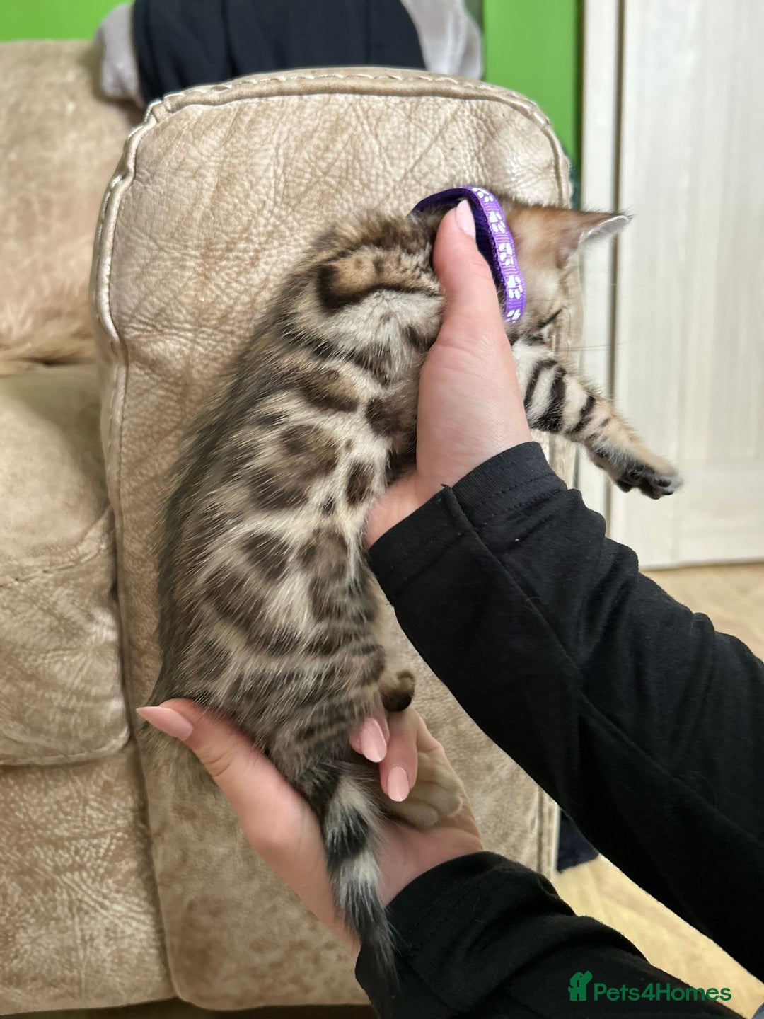 Bengal cats for sale: Gorgeous Pure Bengal Kittens Ready To Go! ❤️ - Image 15
