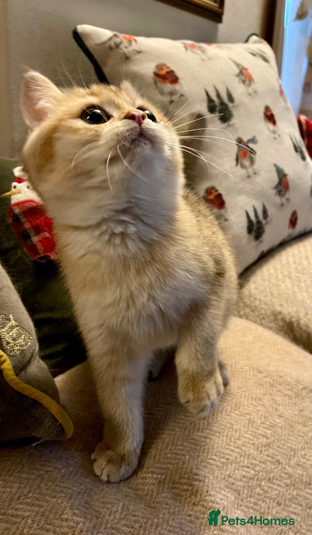 British Shorthair cats for sale: Ready Today Golden Female Kitten  - Advert 15