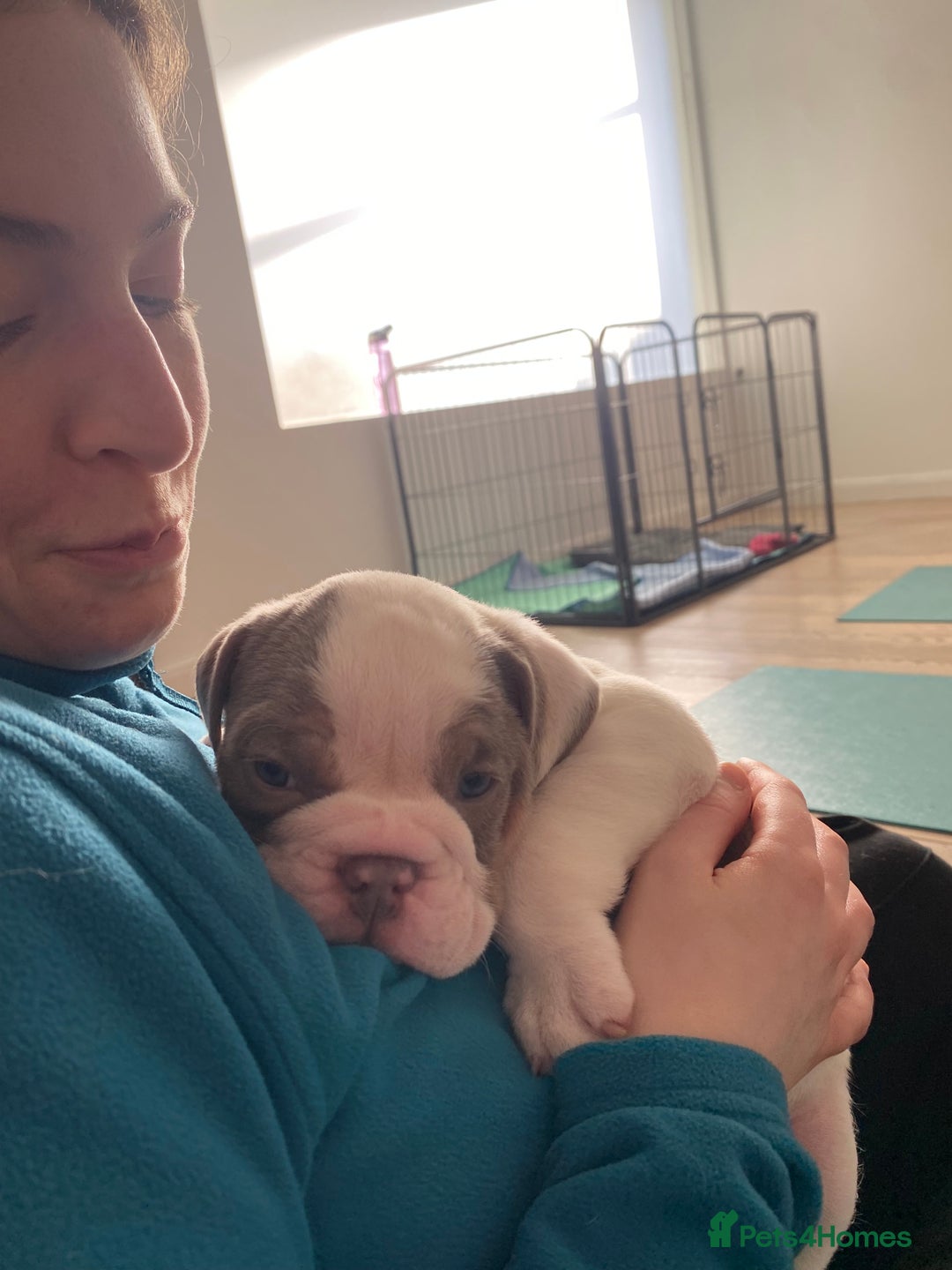 Olde English Bulldogge dogs for sale: The best Old English Bulldogge  - Advert 4