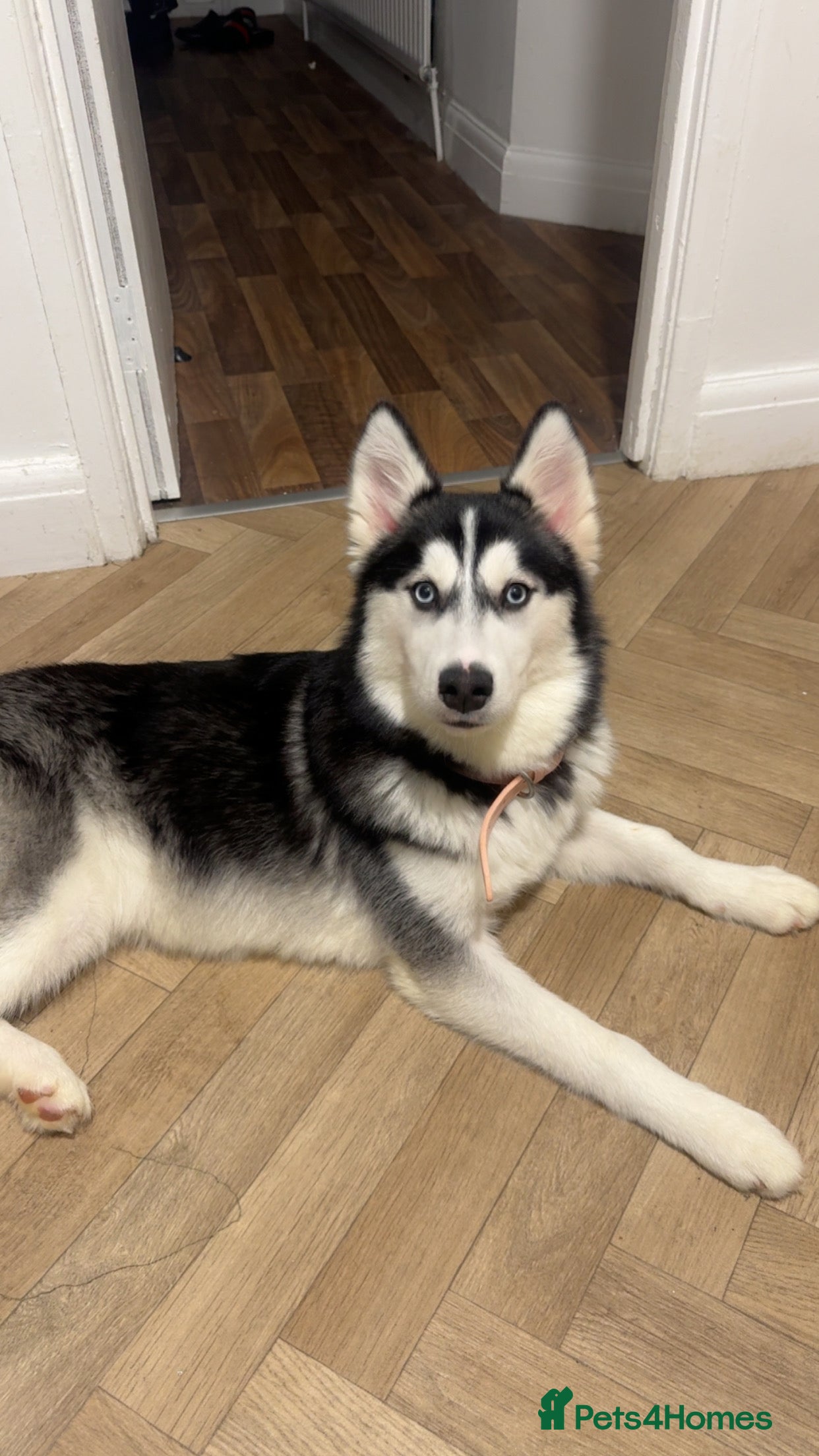 Siberian Husky dogs Nelly, 4 months  - Advert 1