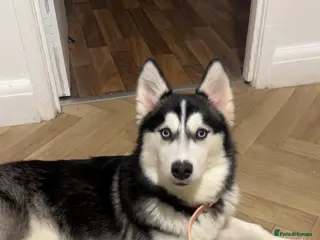 Siberian Husky dogs Nelly, 4 months - Advert 9