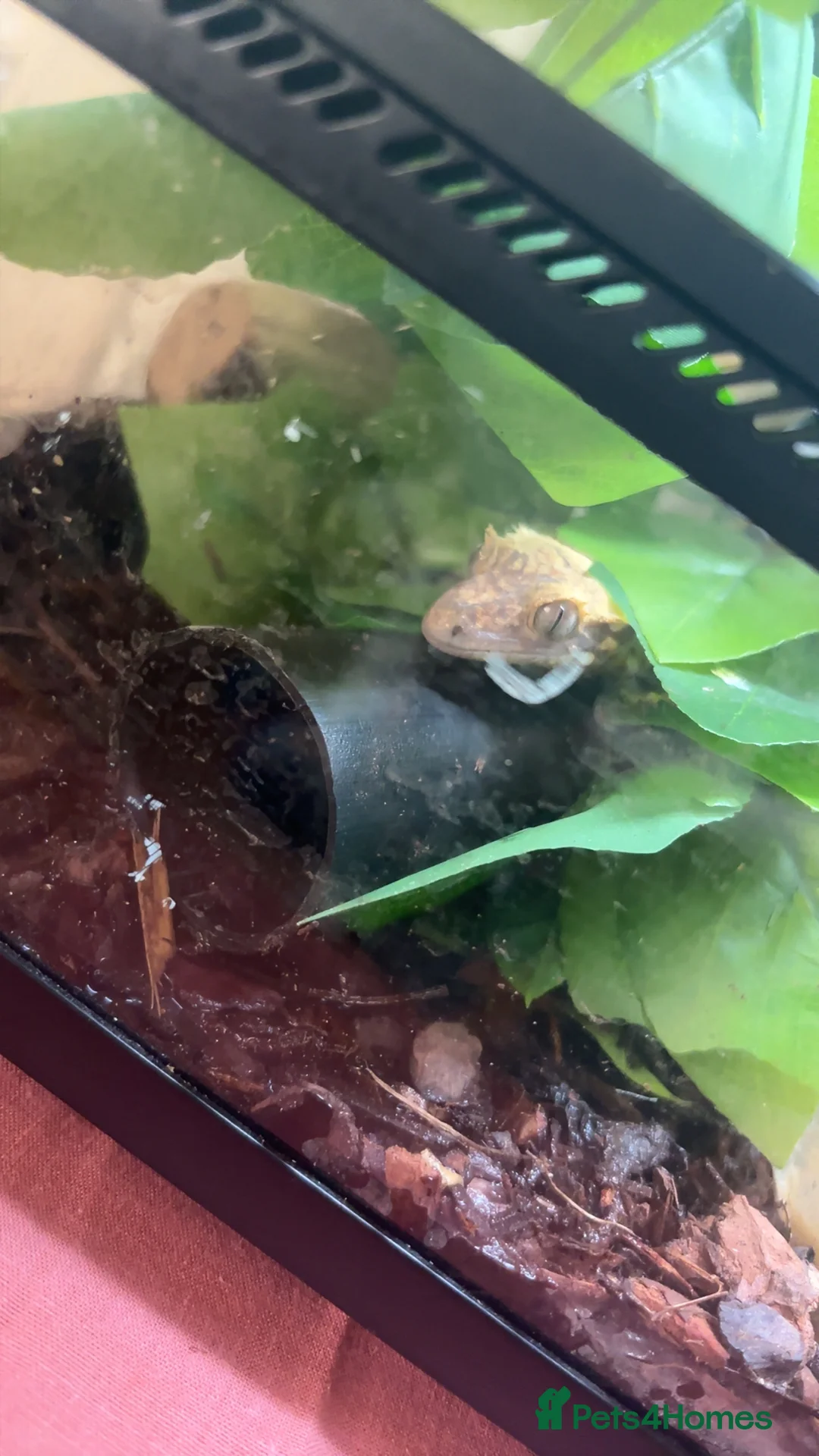 Gecko reptiles for sale: Lily white crested gecko  - Advert 2