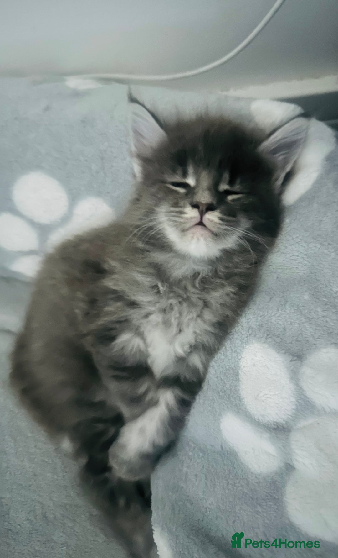 Maine Coon cats for sale: Main Coon  - Advert 3