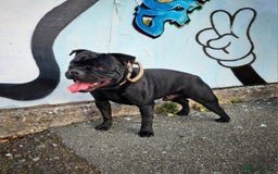 Staffordshire Bull Terrier dogs for stud: Mr T Champion sired Stud Blue gene 🧬 - Image 10