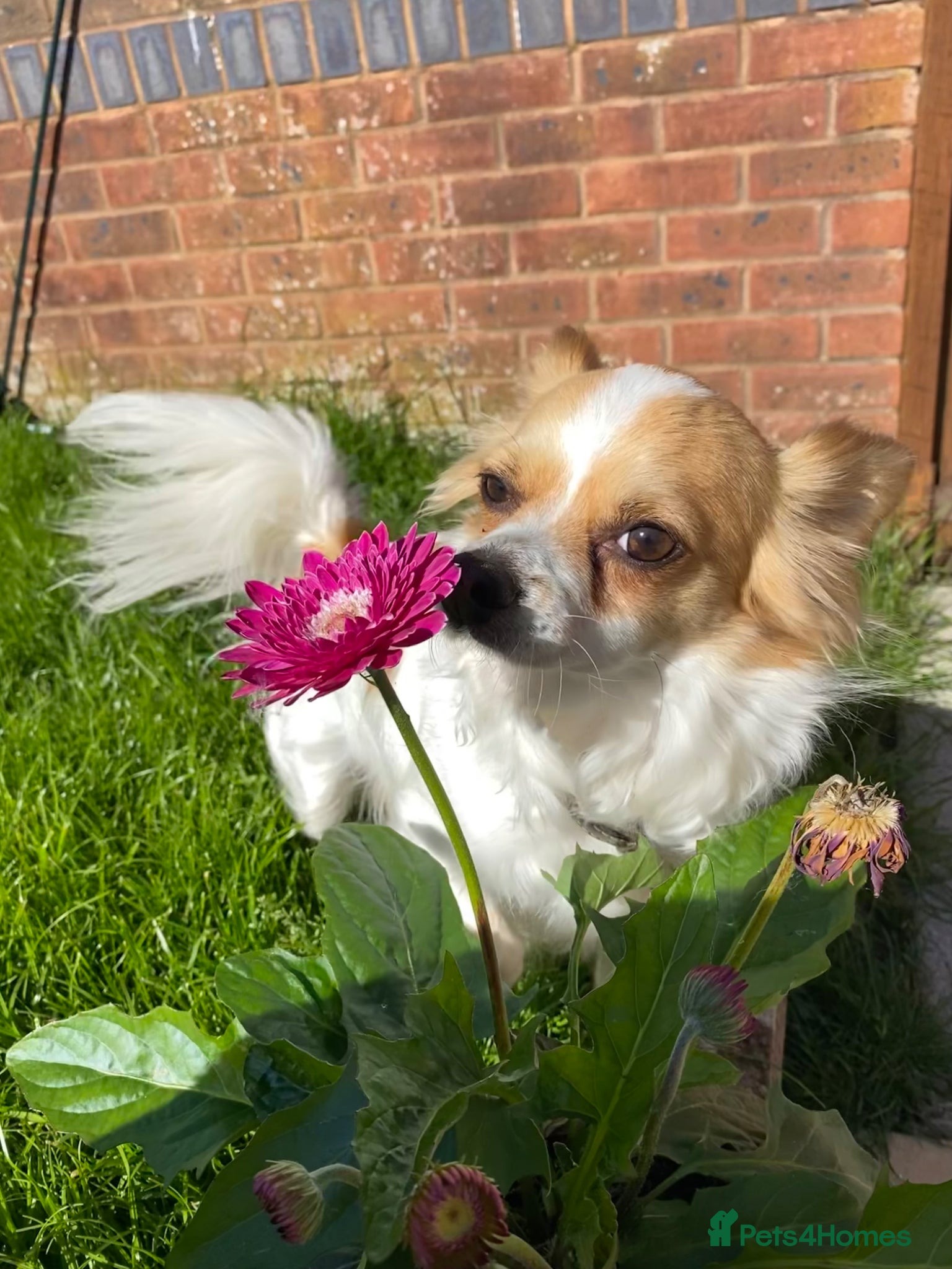 Chihuahua dogs for sale: Old boy REHOME required in Ilminster - Advert 8