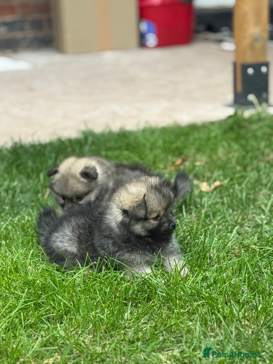 Pomeranian dogs for sale: Pomeranian puppies 🐶  - Image 4