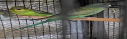 Budgerigars birds for sale: Beautiful bfbw budgies - Advert 4
