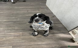 Sprocker dogs for sale:  sprocker spaniel pups for sale!  - Advert 18