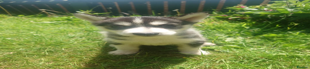Siberian Husky Puppy 4