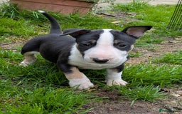English Bull Terrier dogs for sale: KC REG ENGLISH BULL TERRIER PUPS - Image 3