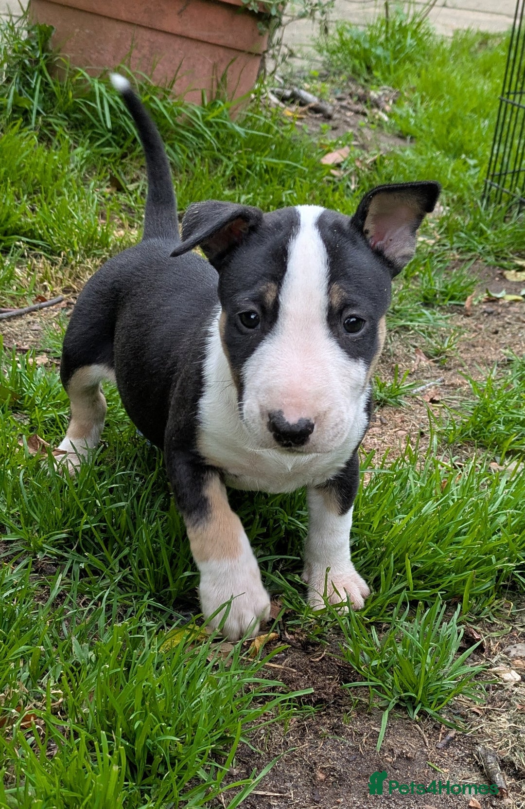 English Bull Terrier dogs for sale: KC REG ENGLISH BULL TERRIER PUPS - Image 3