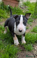 English Bull Terrier dogs - Advert 4