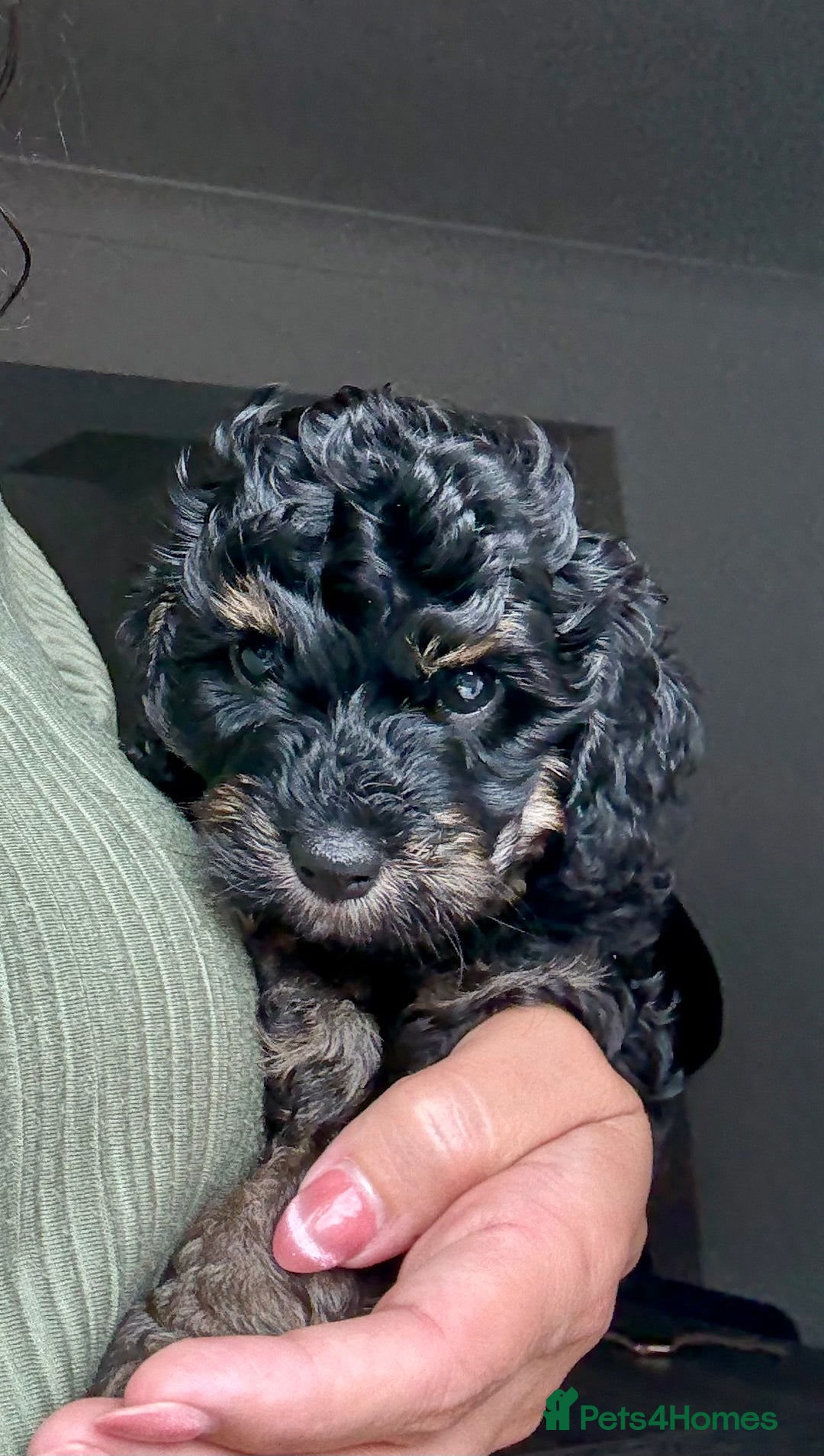 Cavapoo dogs for sale: Adorable F1b toy Cavapoo puppies ready to reserve - Image 9
