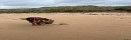 Cocker Spaniel dogs for sale: 3 year old female cocker spaniel  - Advert 5