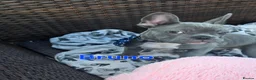 French Bulldog dogs for sale: 💙🐶French Bulldog Puppies💙🐶 - Advert 14