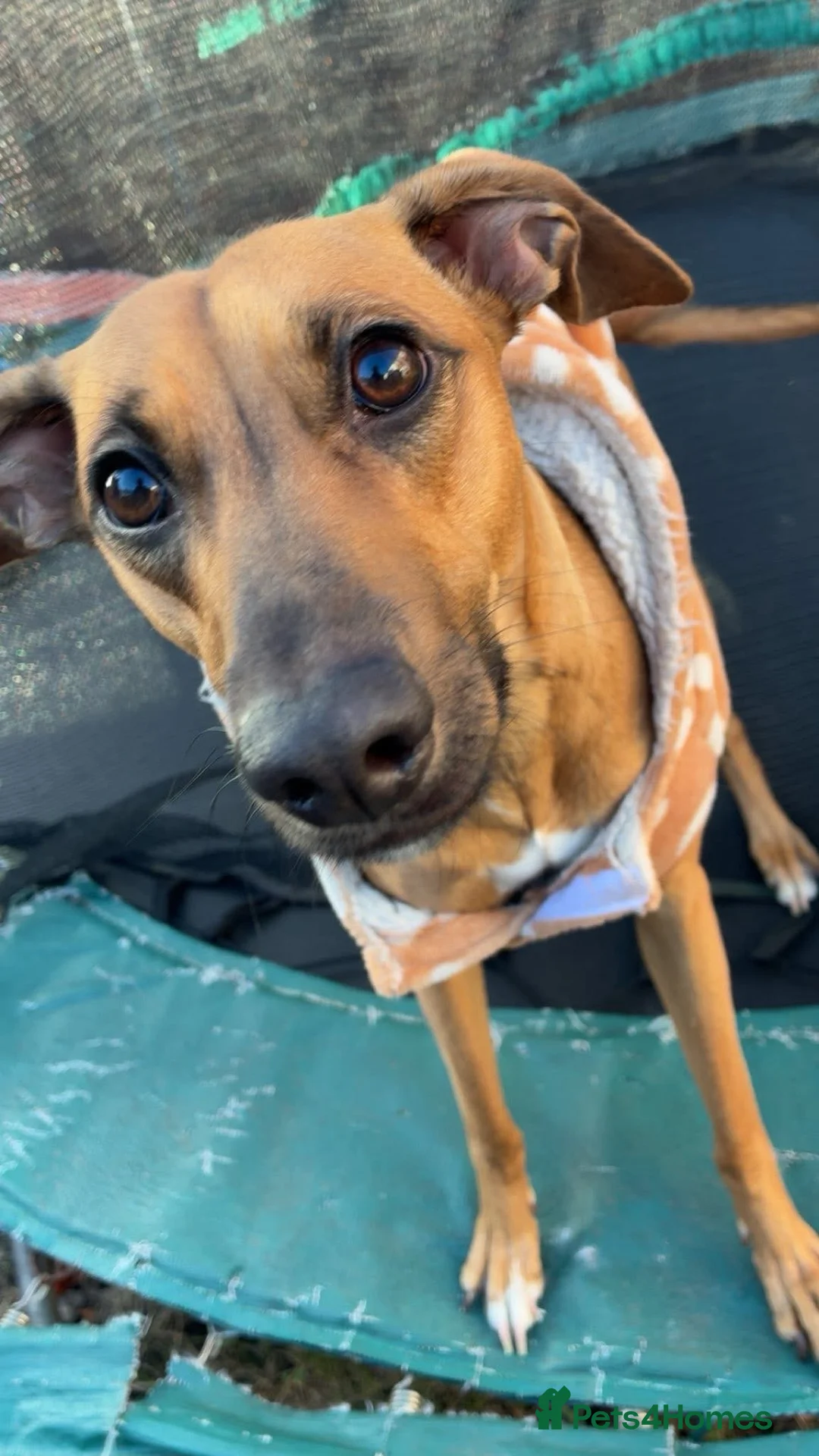 Lurcher dogs for sale: Female Lurcher - Advert 3