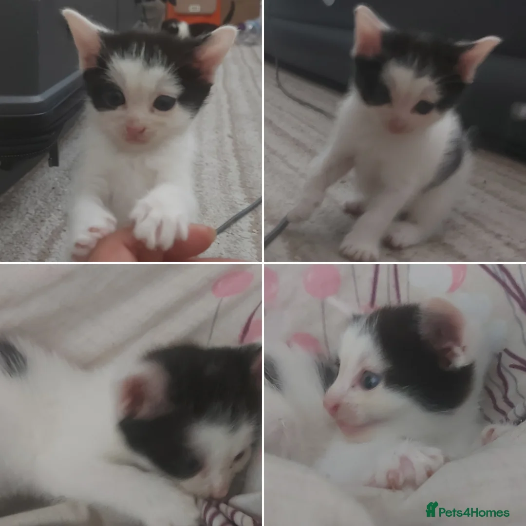 Mixed Breed cats for sale: Four Kittens for sale 80£ each in Nottingham - Advert 2