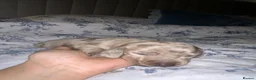 Dachshund dogs for sale: Dachshund puppies - Advert 13