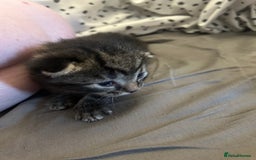 Domestic Shorthair cats for sale: BEAUTIFUL KITTENS FOR SALE, READY TO GO 29th AUG - Image 12