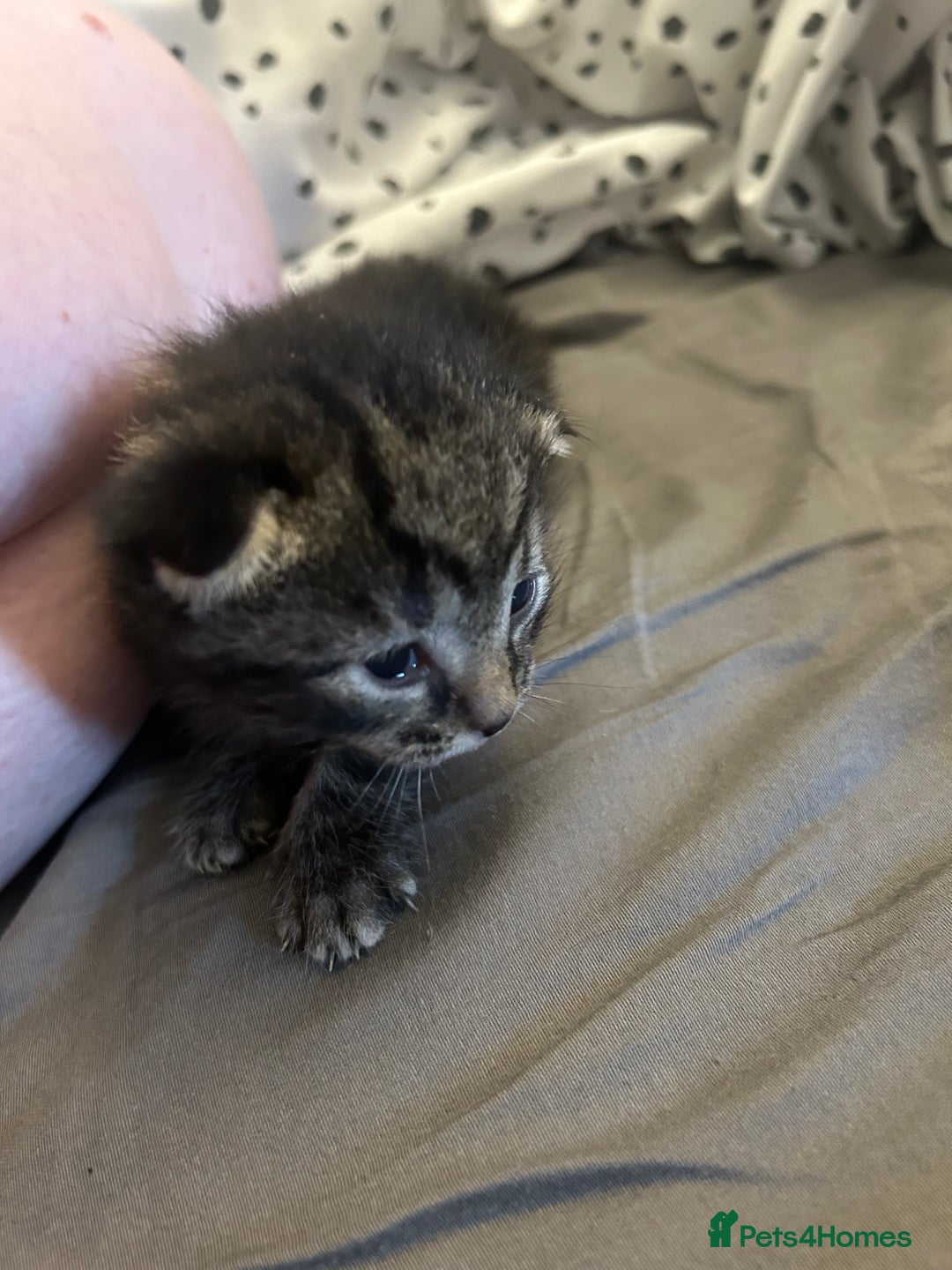 Domestic Shorthair cats for sale: BEAUTIFUL KITTENS FOR SALE, READY TO GO 29th AUG - Image 12