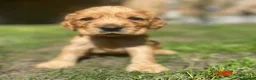 Cocker Spaniel dogs for sale: KC Reg Show Type Cocker Spaniel puppies - Advert 6