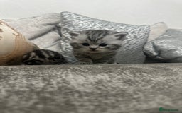 British Longhair cats for sale: 1 male British short hair x American short hair - Image 3