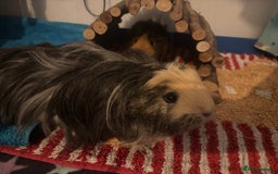 Guinea Pig rodents for sale: 1 male and 1 female guineapig  - Image 7