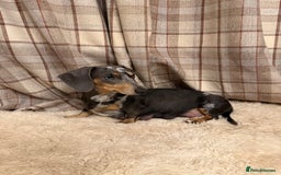 Miniature Dachshund dogs for sale: Miniature dachshund - Image 12