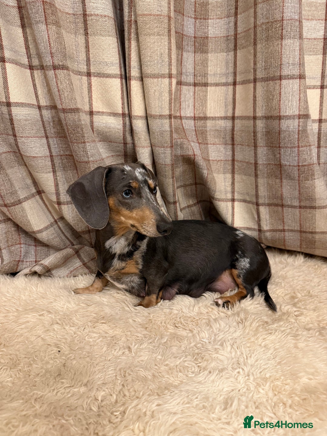 Miniature Dachshund dogs for sale: Miniature dachshund - Image 12