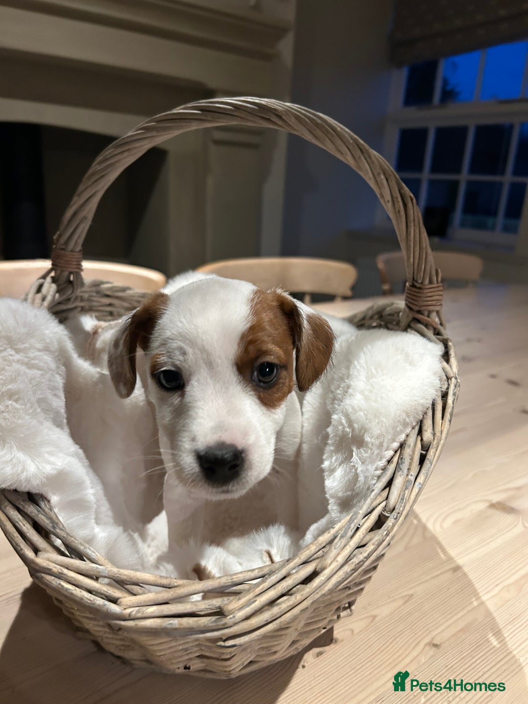 Mixed Breed dogs for sale: Parson / Jack Russell puppies - Advert 10